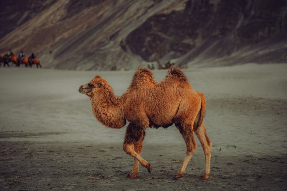 Apache Camel Guide: Complete Introduction to Enterprise Integration Patterns