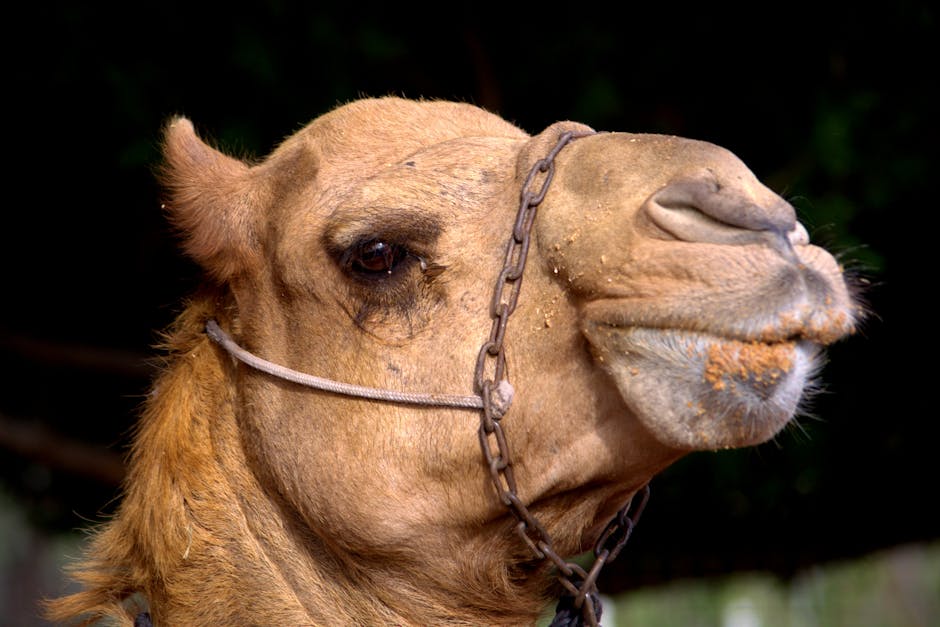 Apache Camel Tutorial: Complete Guide to Enterprise Integration Patterns